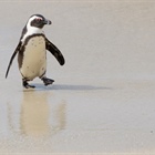 International panel to review the management of African penguins