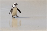 International panel to review the management of African penguins
