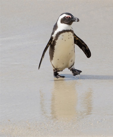 International panel to review the management of African penguins