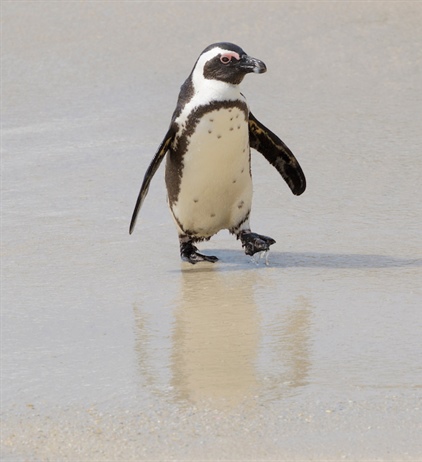 International panel to review the management of African penguins