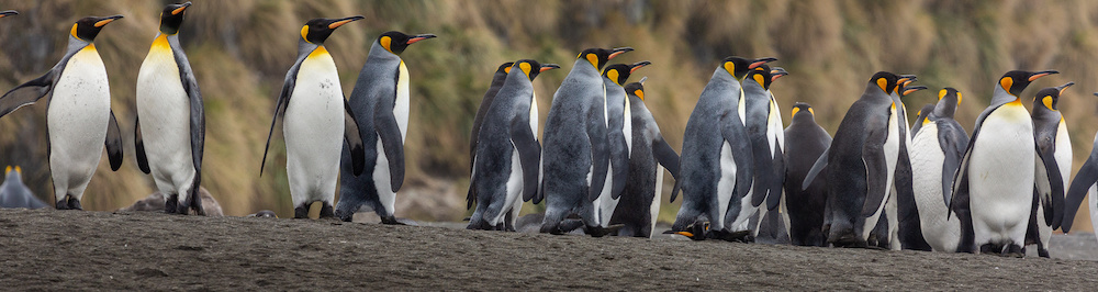 Campaign aims to turn the tide on declining penguin numbers