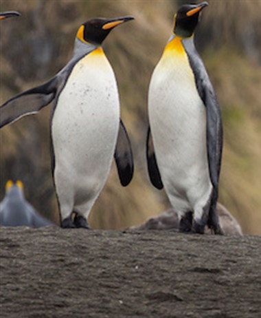 Campaign aims to turn the tide on declining penguin numbers