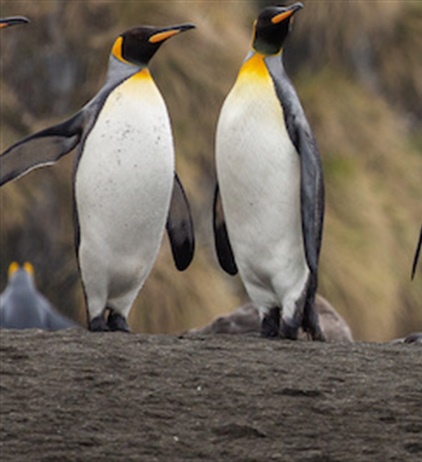 Campaign aims to turn the tide on declining penguin numbers