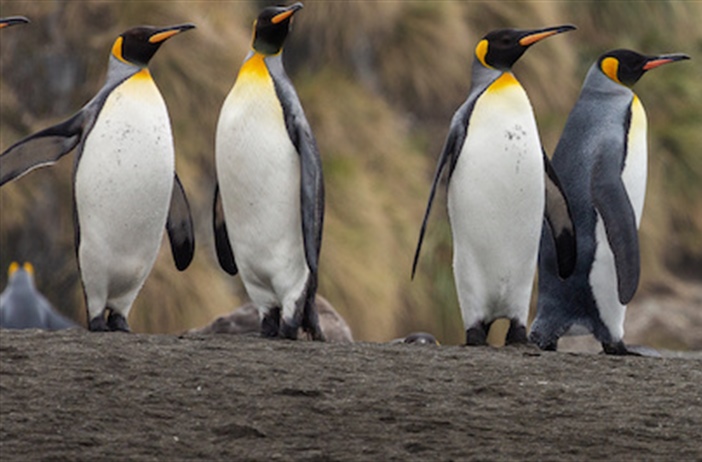 Campaign aims to turn the tide on declining penguin numbers