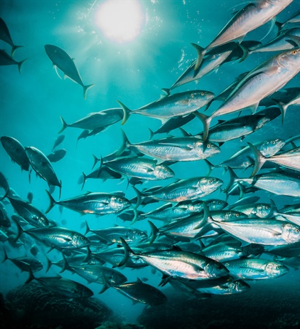 Africa charts a course for a sustainable Blue Economy
