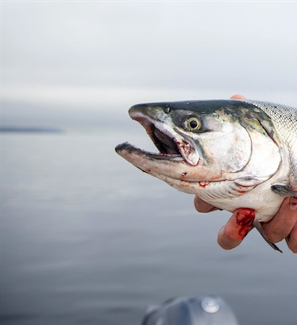 Small scale rights decriminalise traditional fishing