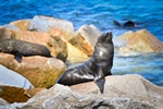 Harassment of fur seals cause for concern
