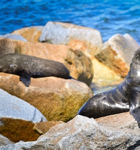 Harassment of fur seals cause for concern