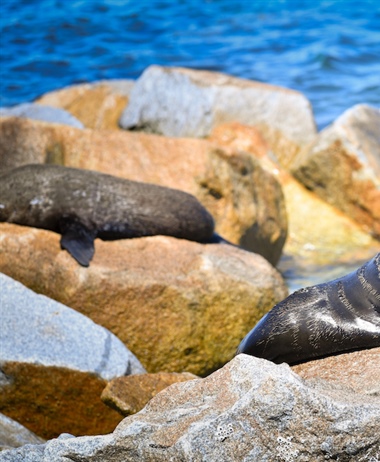 Harassment of fur seals cause for concern