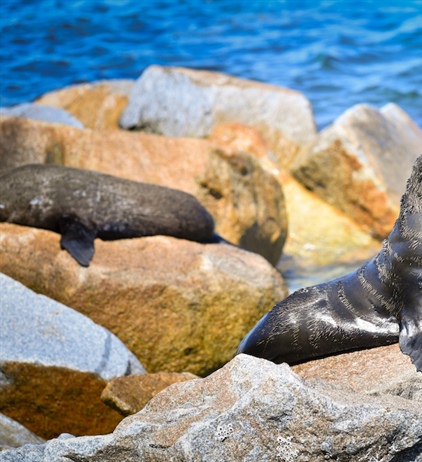 Harassment of fur seals cause for concern