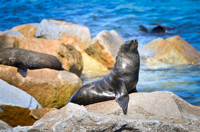 Harassment of fur seals cause for concern