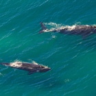 Artificial Intelligence harnessed to protect marine mammals