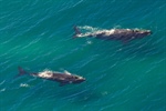 Artificial Intelligence harnessed to protect marine mammals