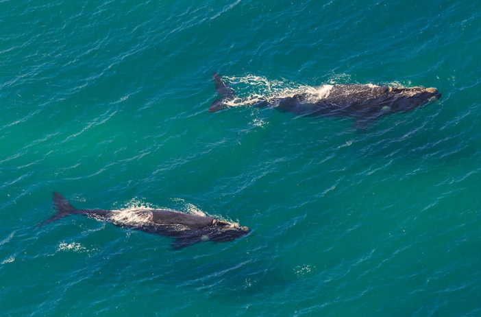 Artificial Intelligence harnessed to protect marine mammals