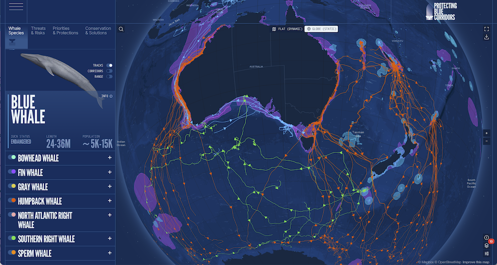 Bringing whale superhighways to life