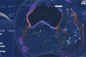 Bringing whale superhighways to life