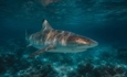 Sharks migrate from Kenya to Pretoria