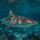 Sharks migrate from Kenya to Pretoria