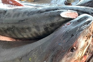 Shark longlining vessel fined