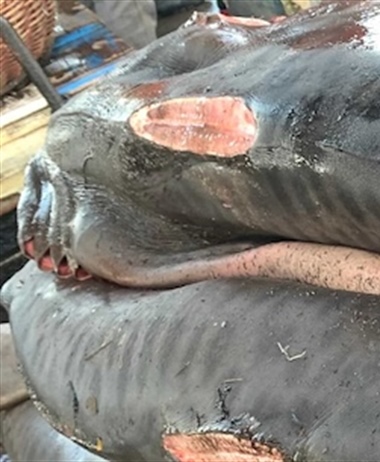 Shark longlining vessel fined