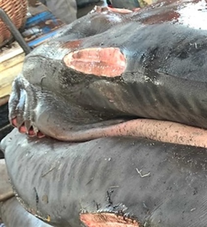 Shark longlining vessel fined