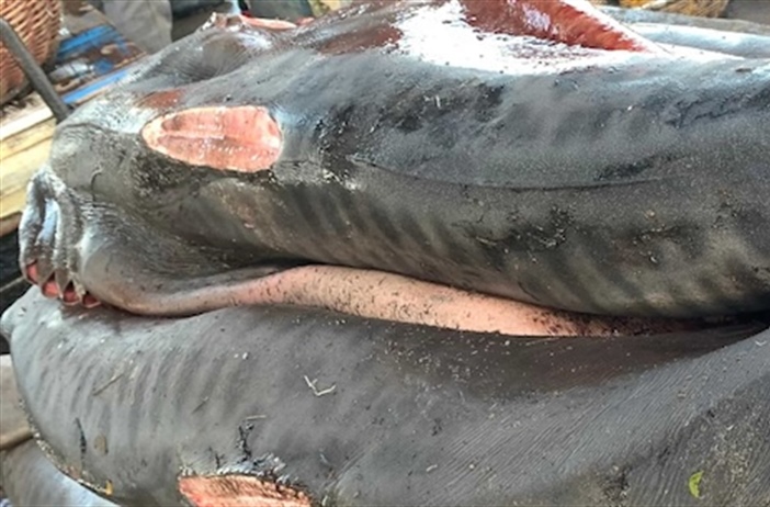 Shark longlining vessel fined