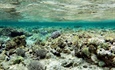 Investing in coral reef preservation