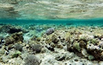 Investing in coral reef preservation