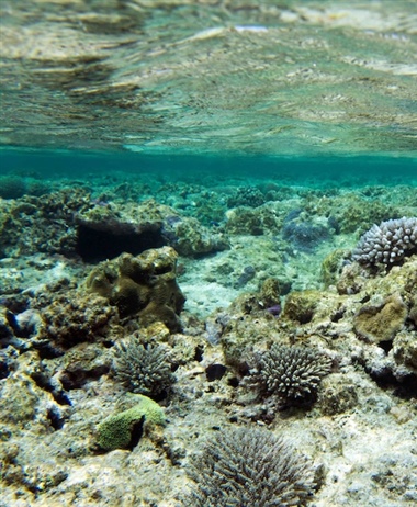 Investing in coral reef preservation