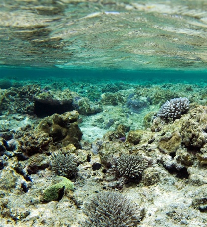 Investing in coral reef preservation