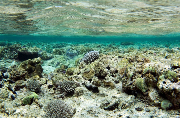 Investing in coral reef preservation