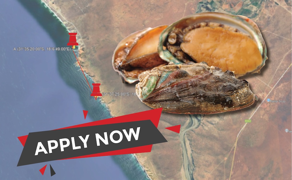Applications for abalone ranching open