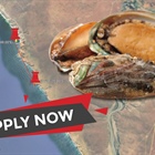 Applications for abalone ranching open