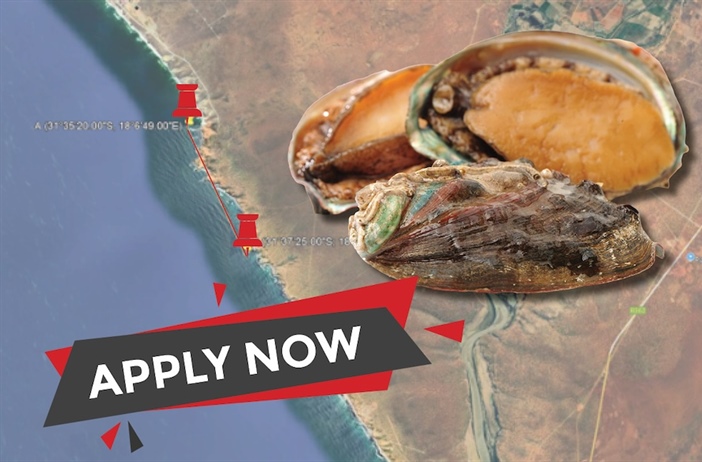 Applications for abalone ranching open