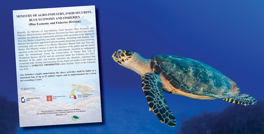Sea turtles off limits for tourists