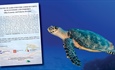 Sea turtles off limits for tourists