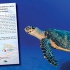Sea turtles off limits for tourists