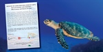 Sea turtles off limits for tourists
