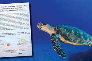 Sea turtles off limits for tourists