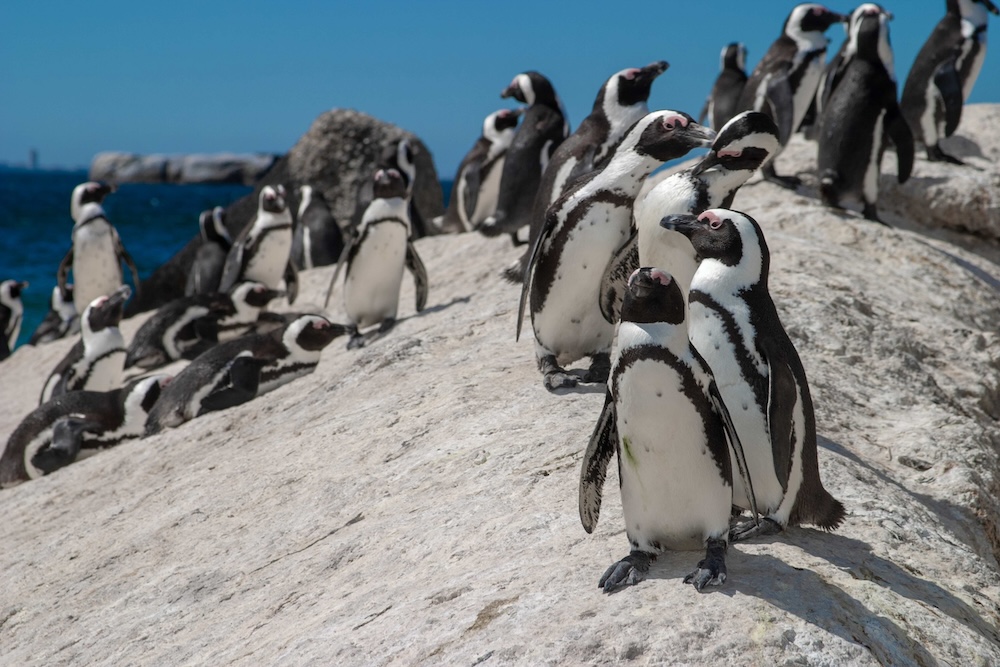 Positive penguin pairing
