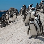 Positive penguin pairing