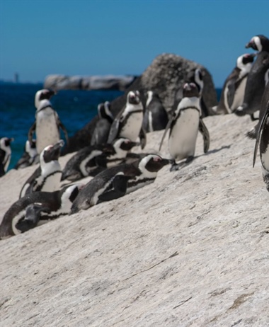 Positive penguin pairing