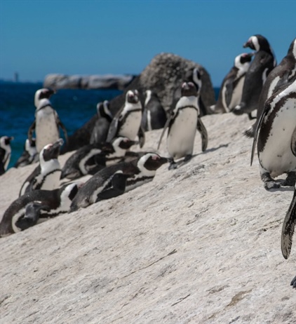 Positive penguin pairing