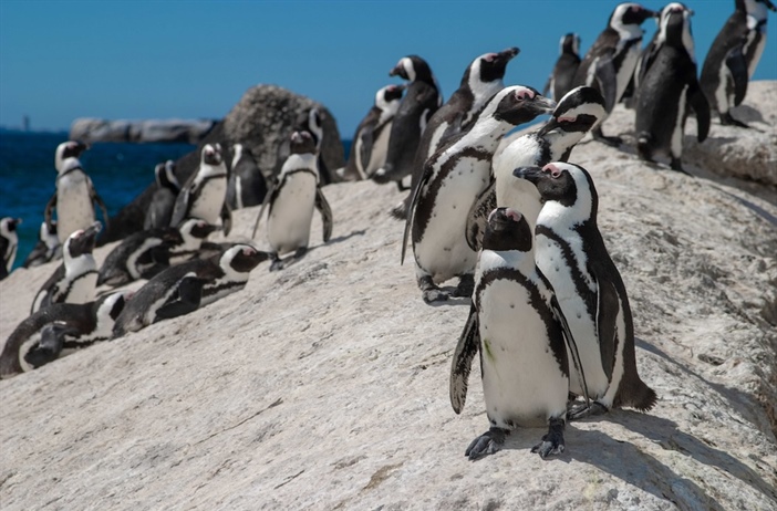 Positive penguin pairing