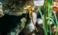 Curbing illegal trade in seahorses