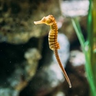 Curbing illegal trade in seahorses