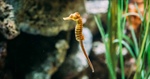 Curbing illegal trade in seahorses