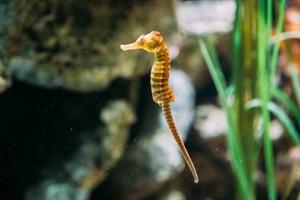 Curbing illegal trade in seahorses
