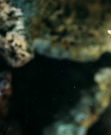 Curbing illegal trade in seahorses