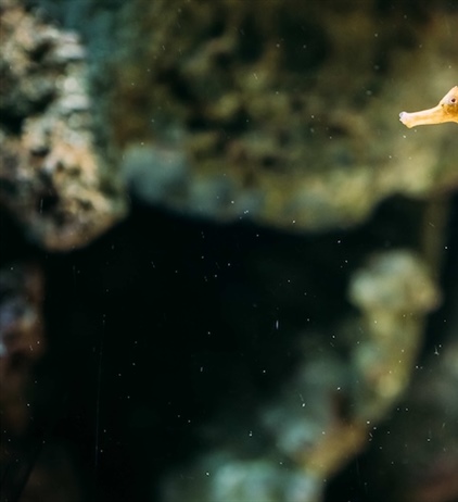 Curbing illegal trade in seahorses